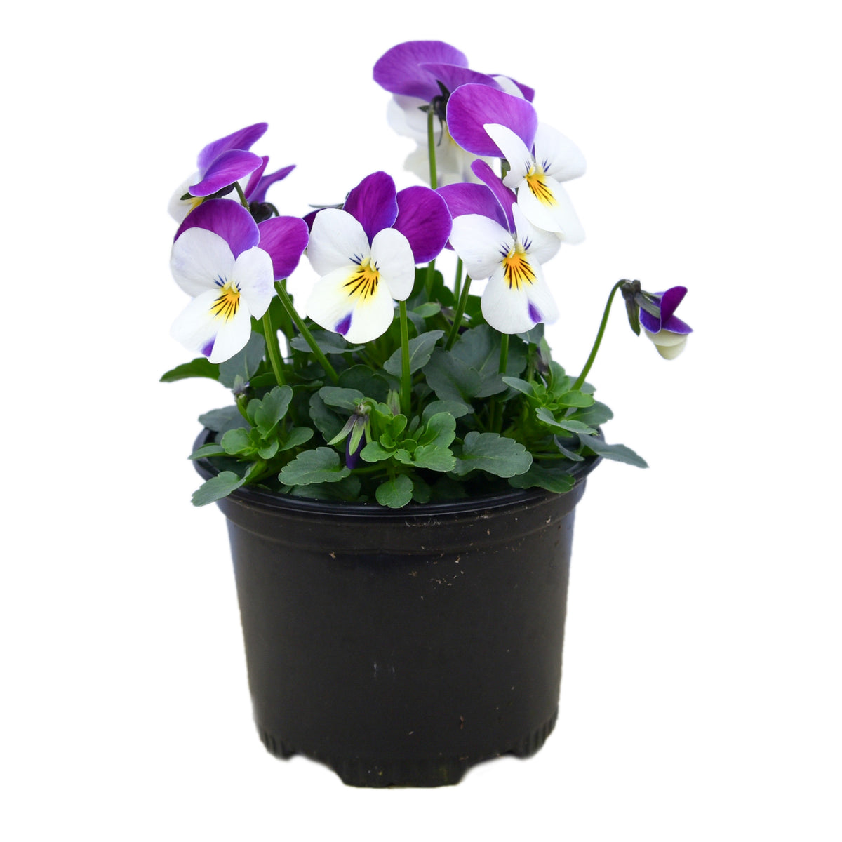 Sorbet Pink Wing Viola Seeds - Cold Resistant, 25+ seeds