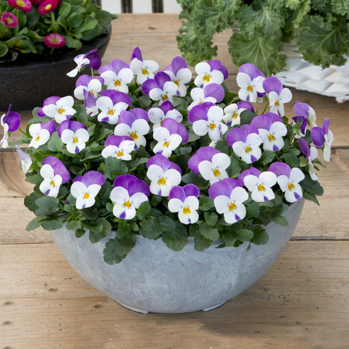 Sorbet Pink Wing Viola Seeds - Cold Resistant, 25+ seeds