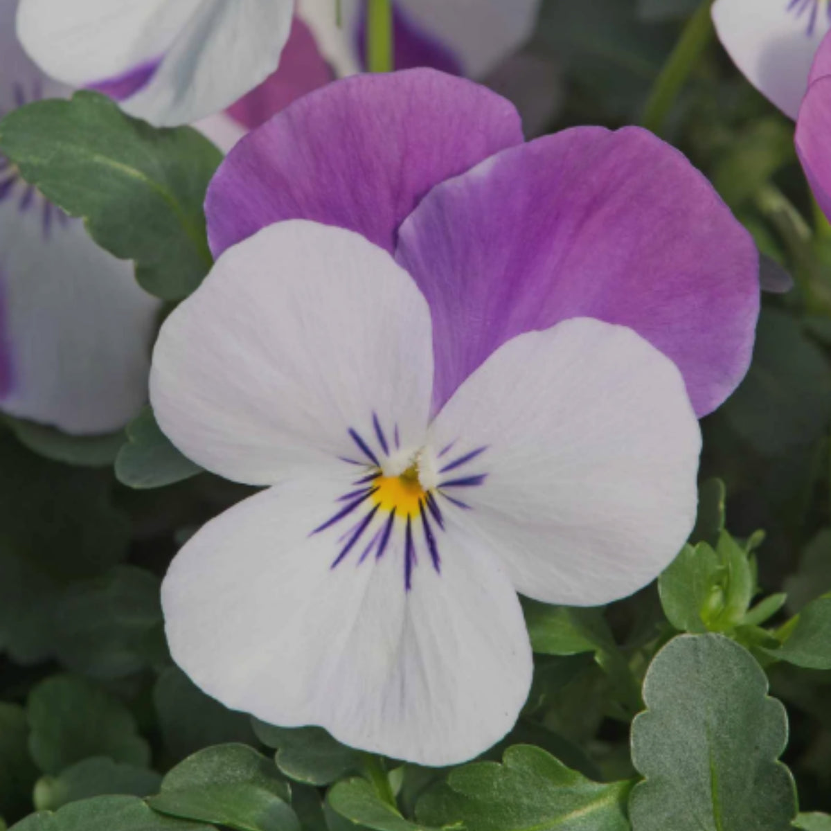 Sorbet Pink Wing Viola Seeds - Cold Resistant, 25+ seeds