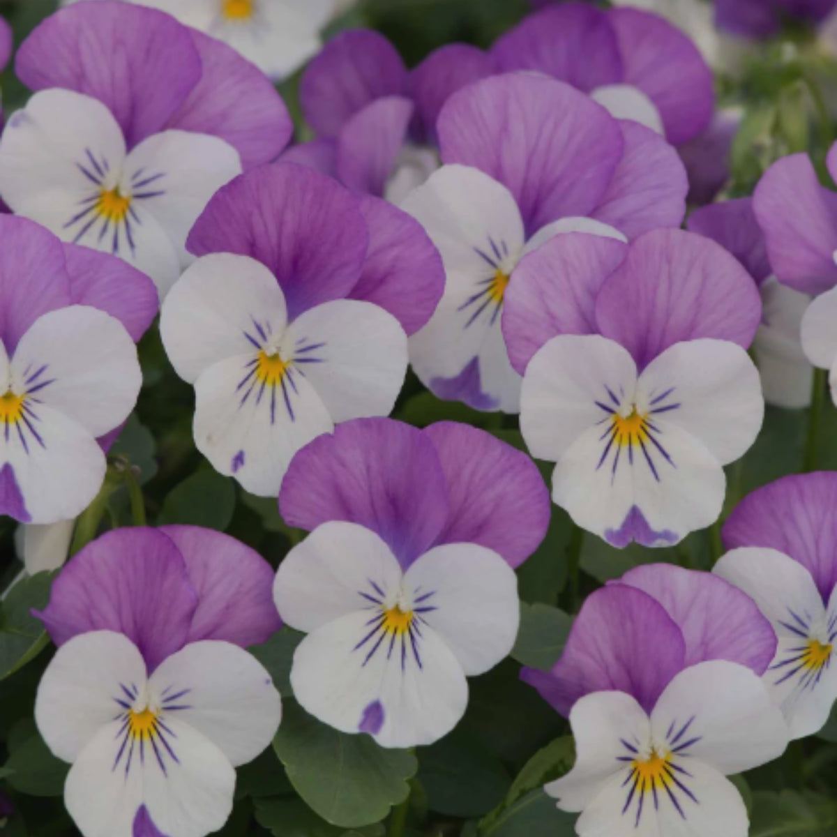 Sorbet Pink Wing Viola Seeds - Cold Resistant, 25+ seeds