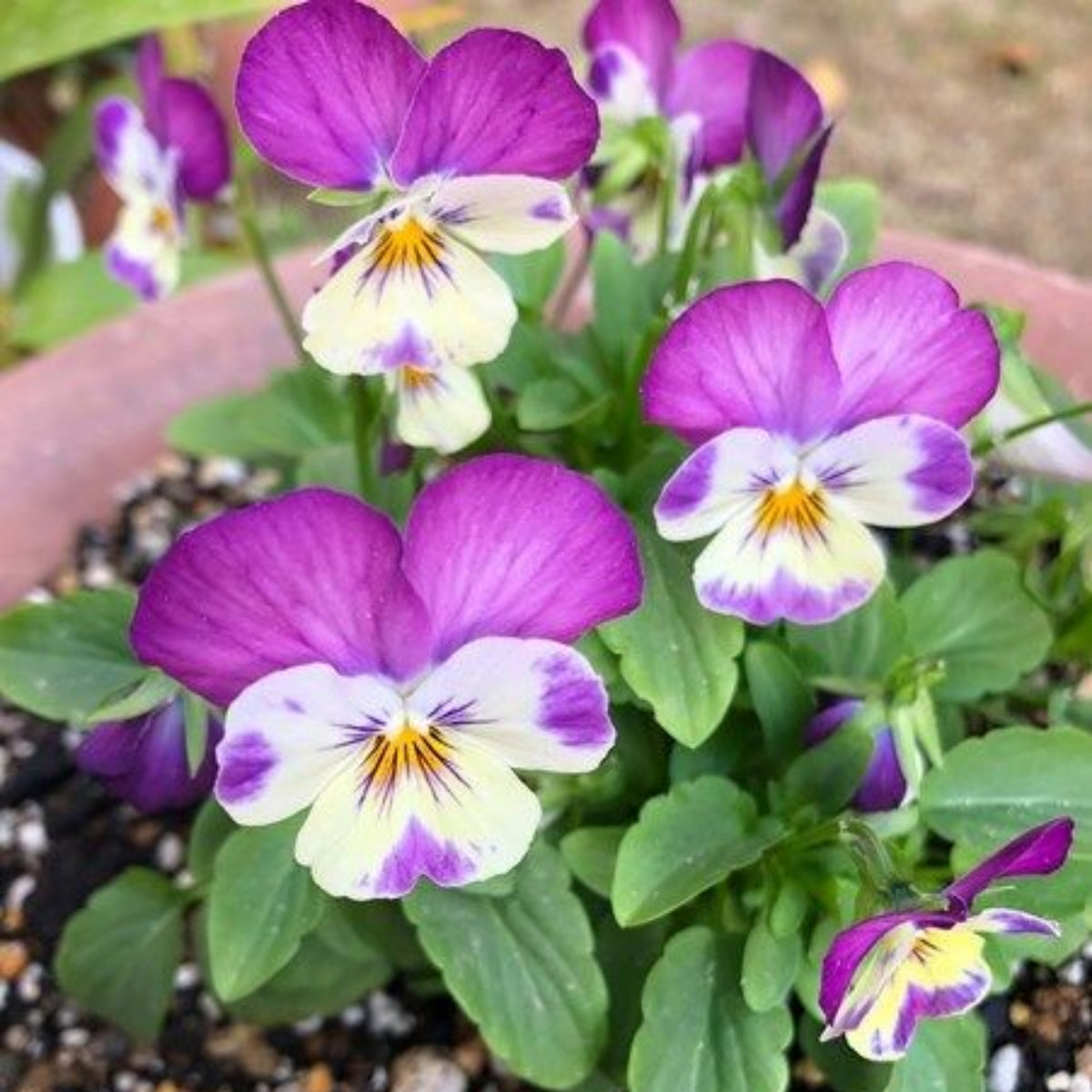 Sorbet Pink Wing Viola Seeds - Cold Resistant, 25+ seeds