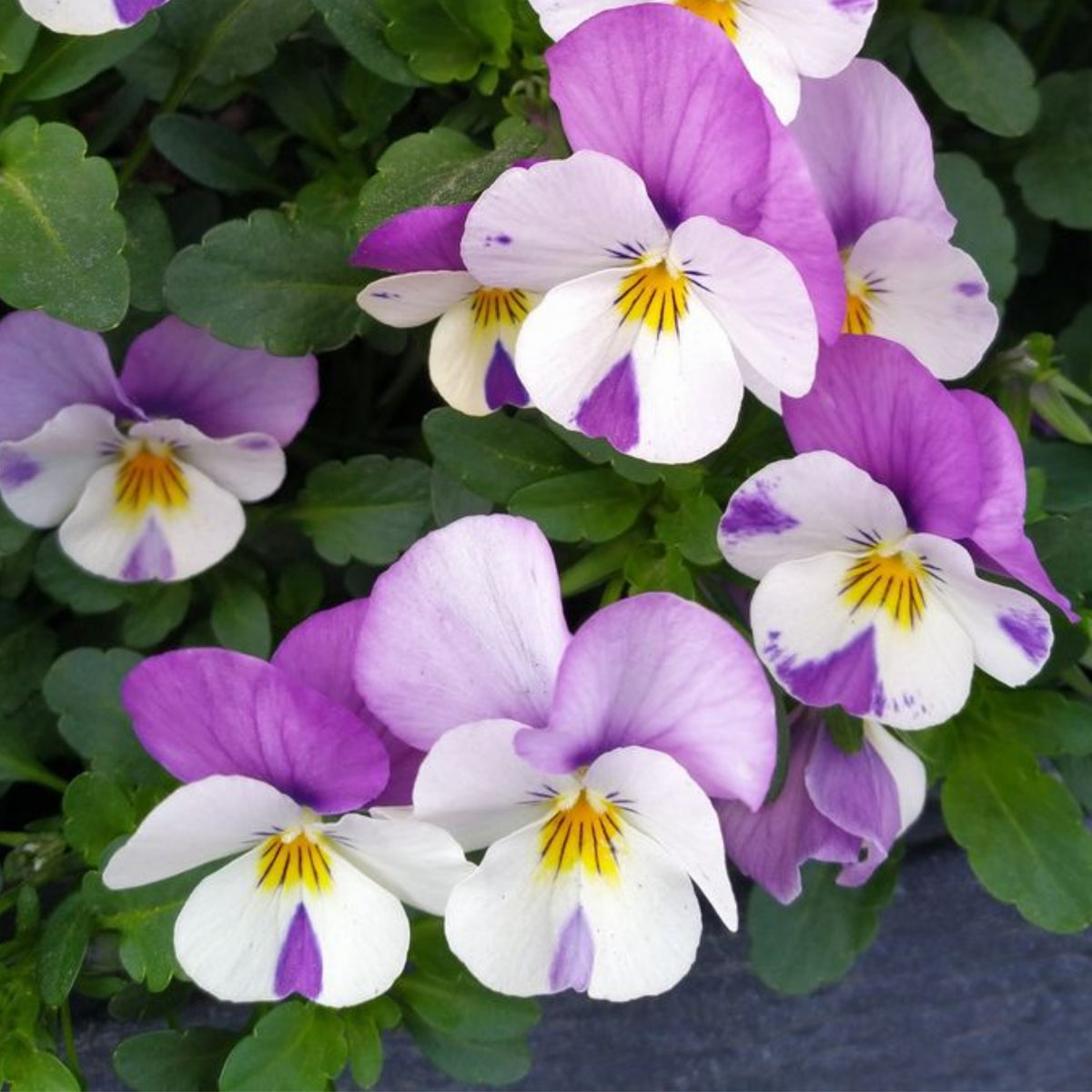 Sorbet Pink Wing Viola Seeds - Cold Resistant, 25+ seeds