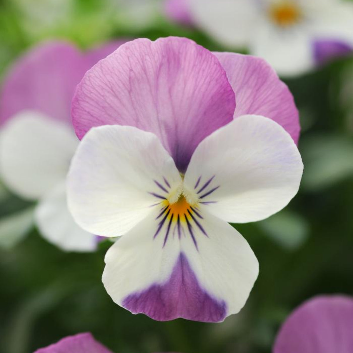 Sorbet Pink Wing Viola Seeds - Cold Resistant, 25+ seeds
