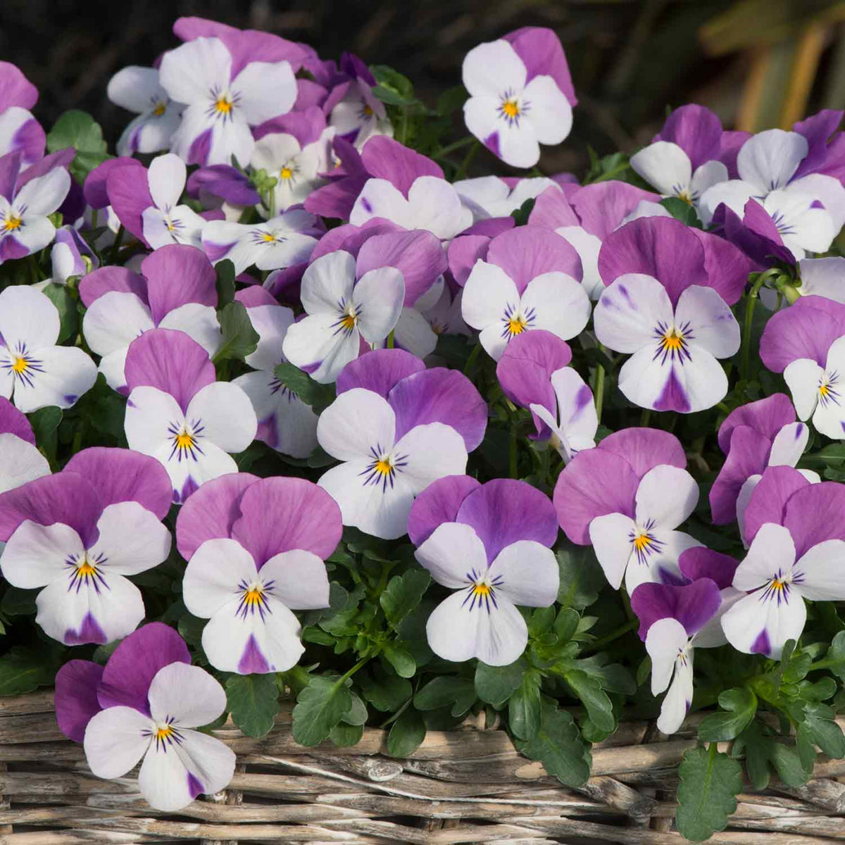 Sorbet Pink Wing Viola Seeds - Cold Resistant, 25+ seeds