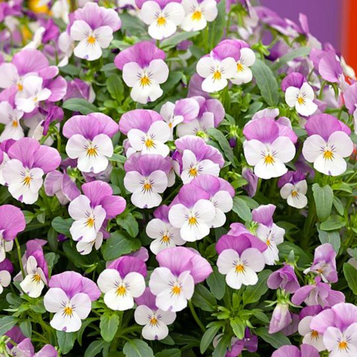 Sorbet Pink Wing Viola Seeds - Cold Resistant, 25+ seeds