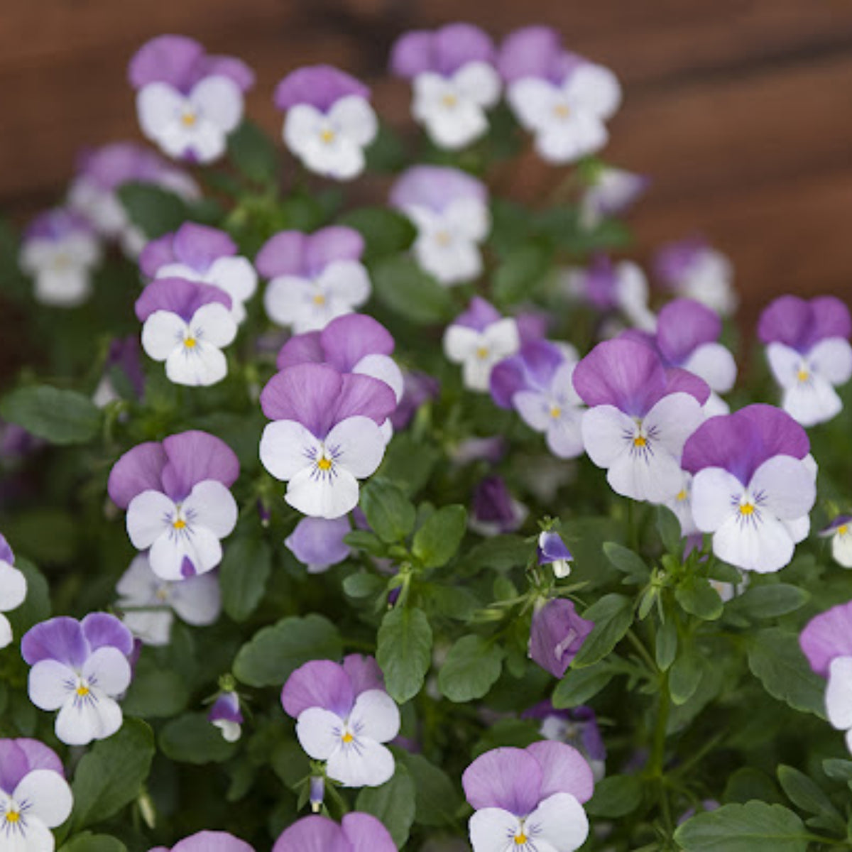 Sorbet Pink Wing Viola Seeds - Cold Resistant, 25+ seeds