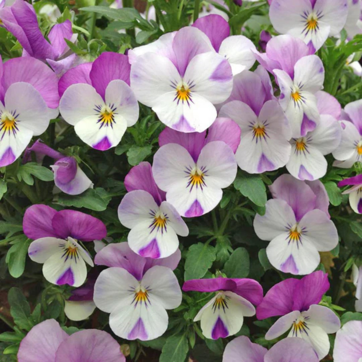 Sorbet Pink Wing Viola Seeds - Cold Resistant, 25+ seeds