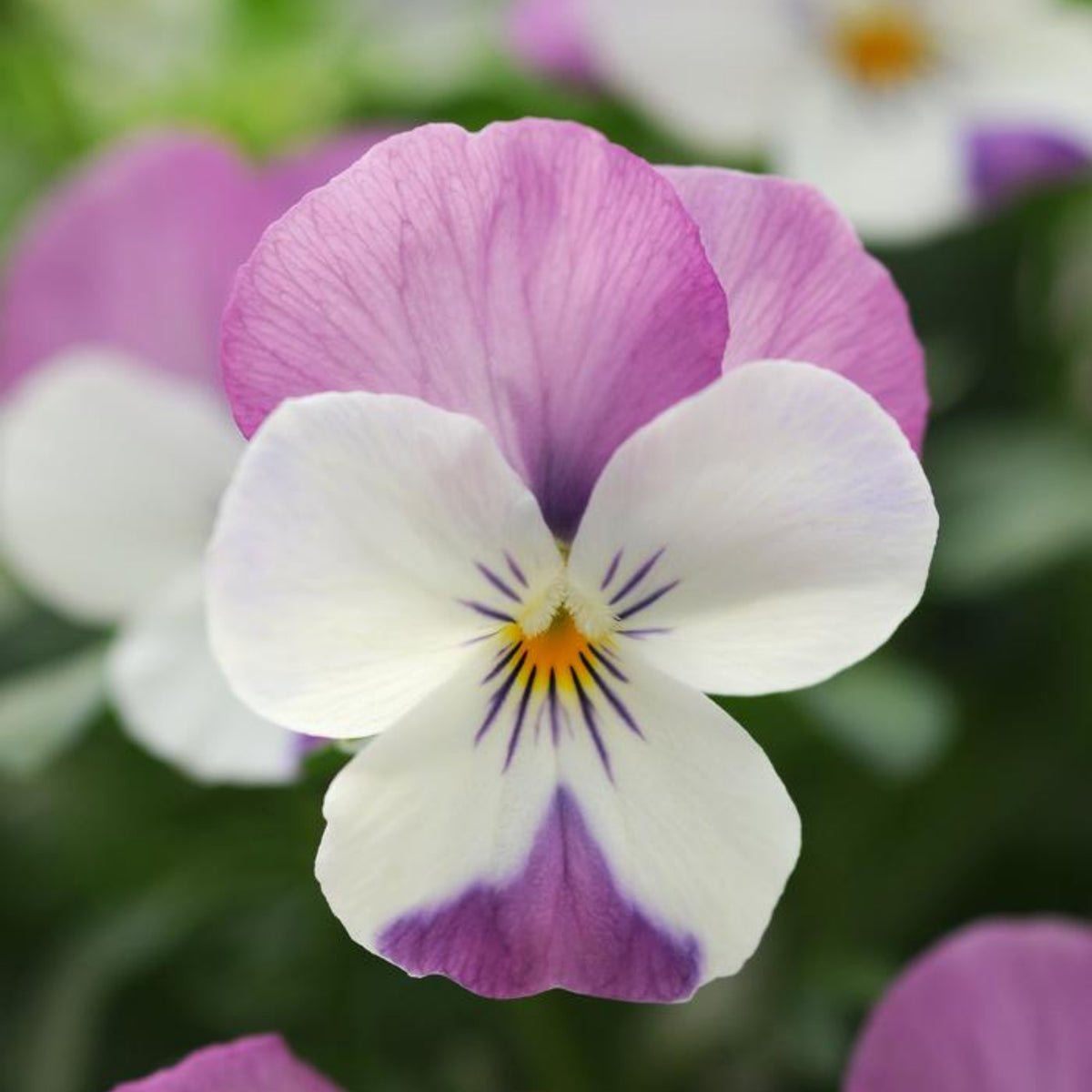 Sorbet Pink Wing Viola Seeds - Cold Resistant, 25+ seeds