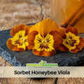 25+ Seeds| Sorbet Honeybee Viola Seeds - Cold Resistant - Draft Resistant - Plant in late Summer/ early Spring #227