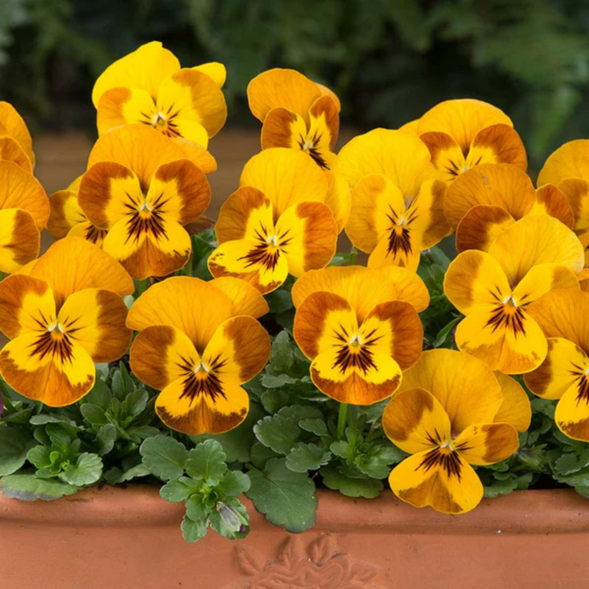 Sorbet Honeybee Viola Seeds - Cold Resistant, 25+ seeds
