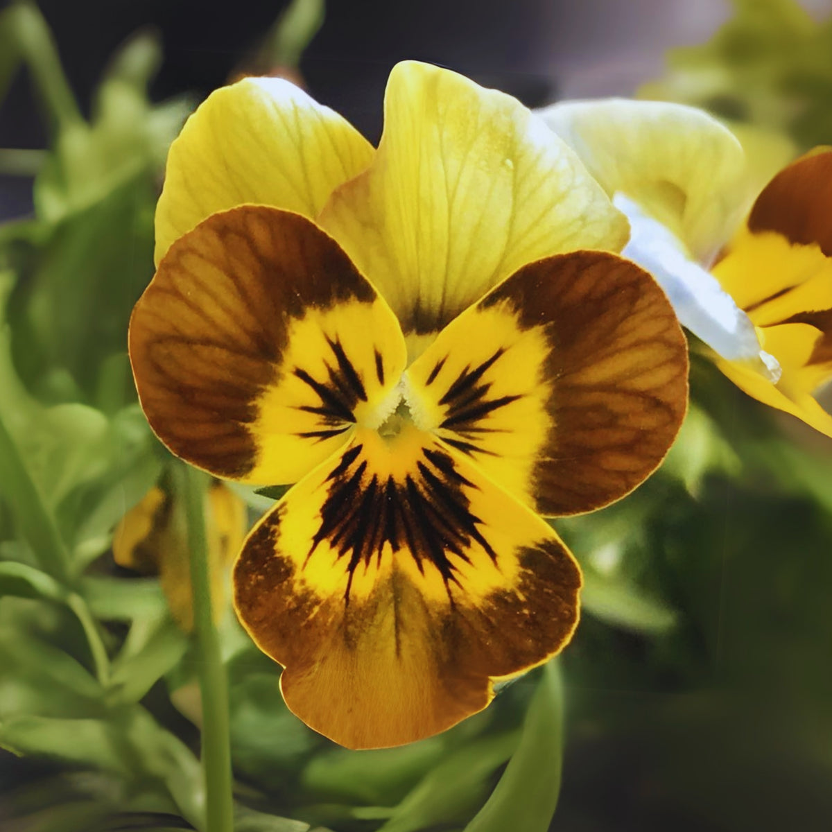 Sorbet Honeybee Viola Seeds - Cold Resistant, 25+ seeds