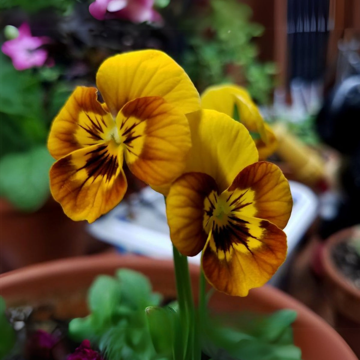 Sorbet Honeybee Viola Seeds - Cold Resistant, 25+ seeds