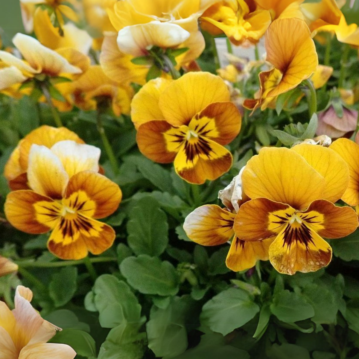 Sorbet Honeybee Viola Seeds - Cold Resistant, 25+ seeds