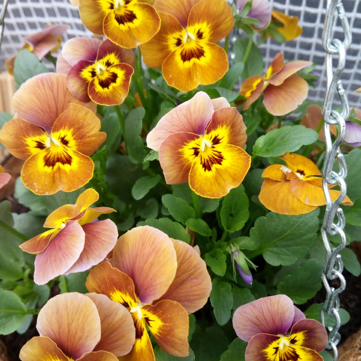 Sorbet Honeybee Viola Seeds - Cold Resistant, 25+ seeds