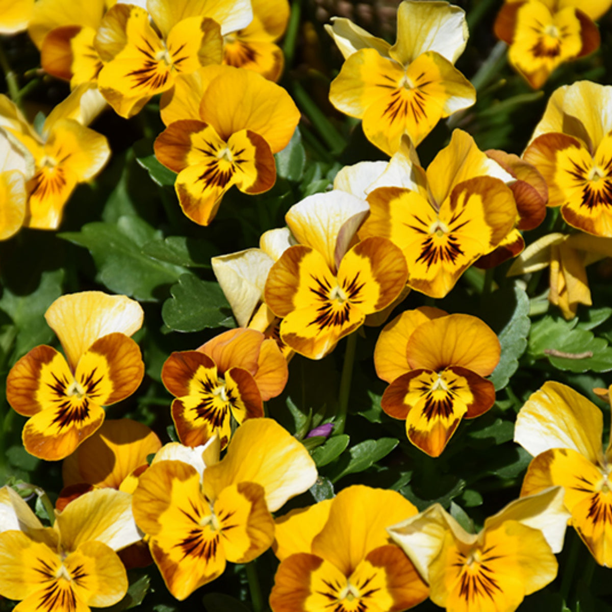 Sorbet Honeybee Viola Seeds - Cold Resistant, 25+ seeds