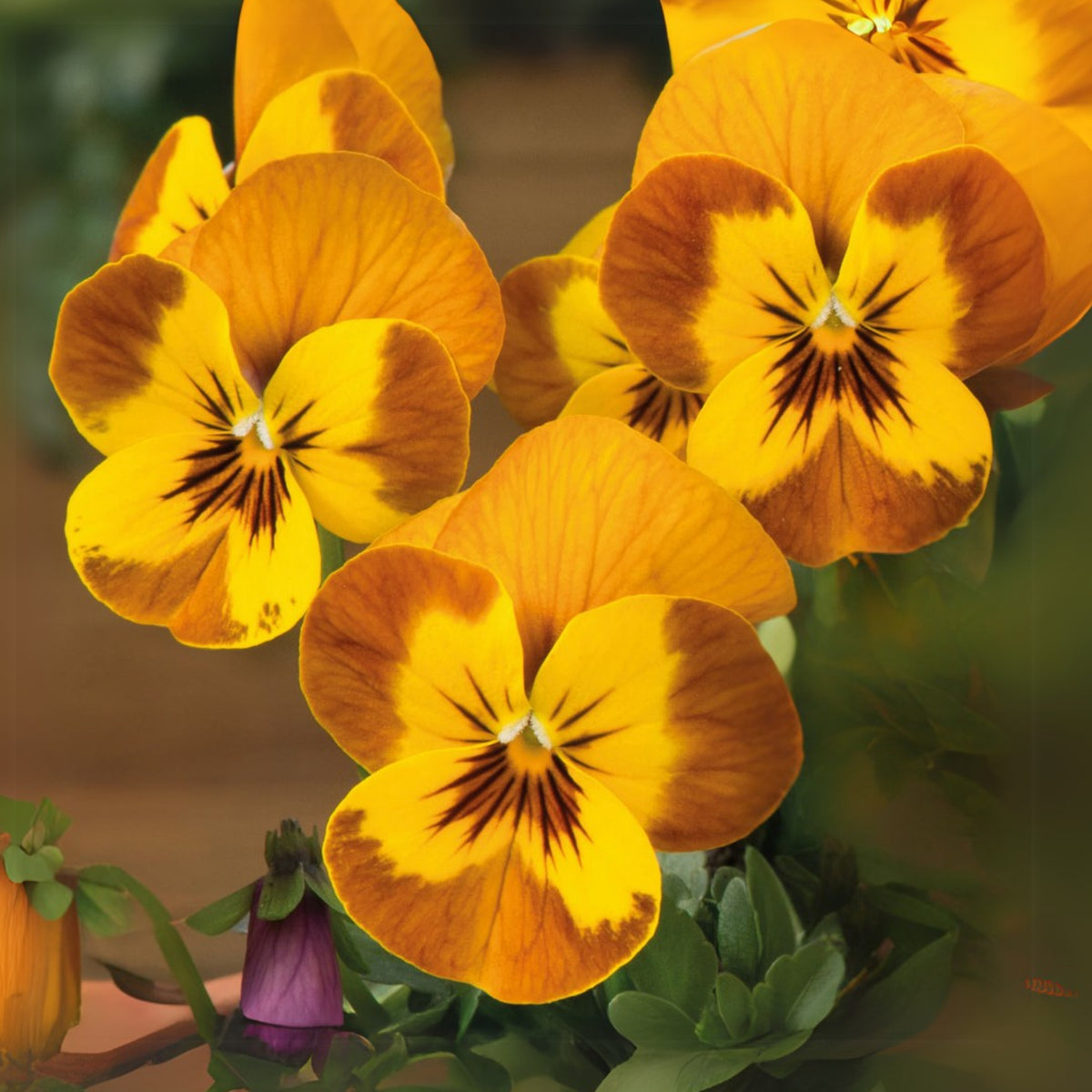 Sorbet Honeybee Viola Seeds - Cold Resistant, 25+ seeds
