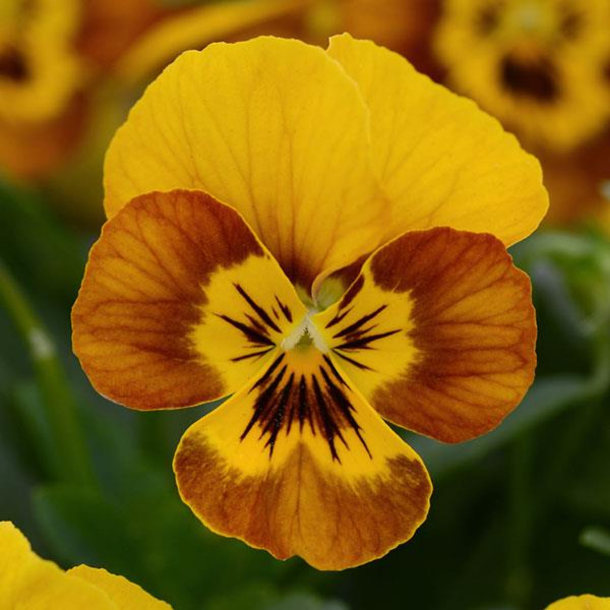 Sorbet Honeybee Viola Seeds - Cold Resistant, 25+ seeds