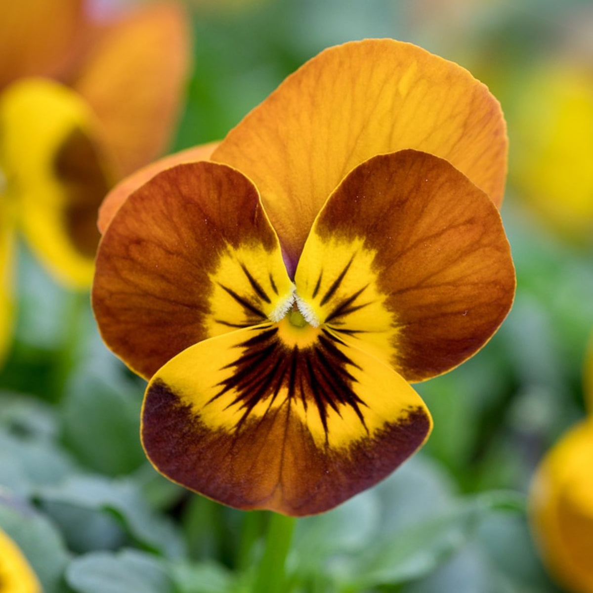 Sorbet Honeybee Viola Seeds - Cold Resistant, 25+ seeds