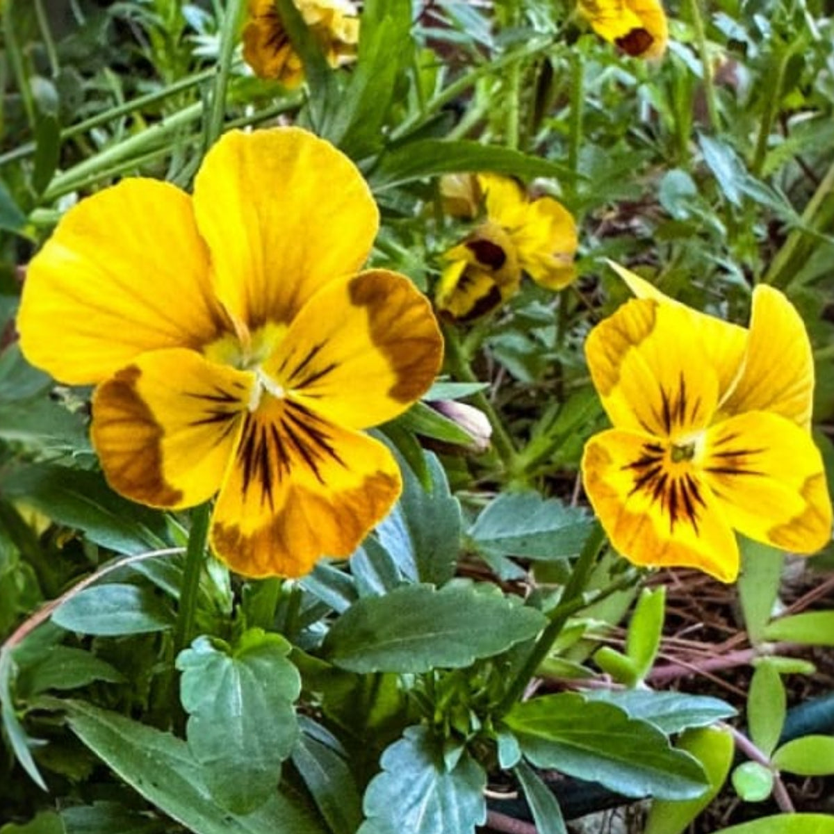 Sorbet Honeybee Viola Seeds - Cold Resistant, 25+ seeds