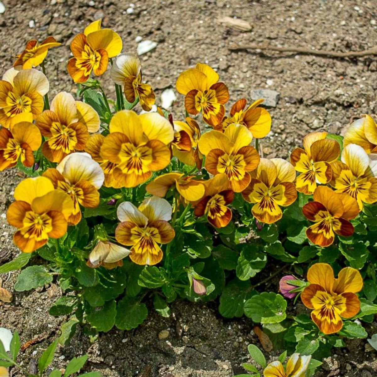Sorbet Honeybee Viola Seeds - Cold Resistant, 25+ seeds