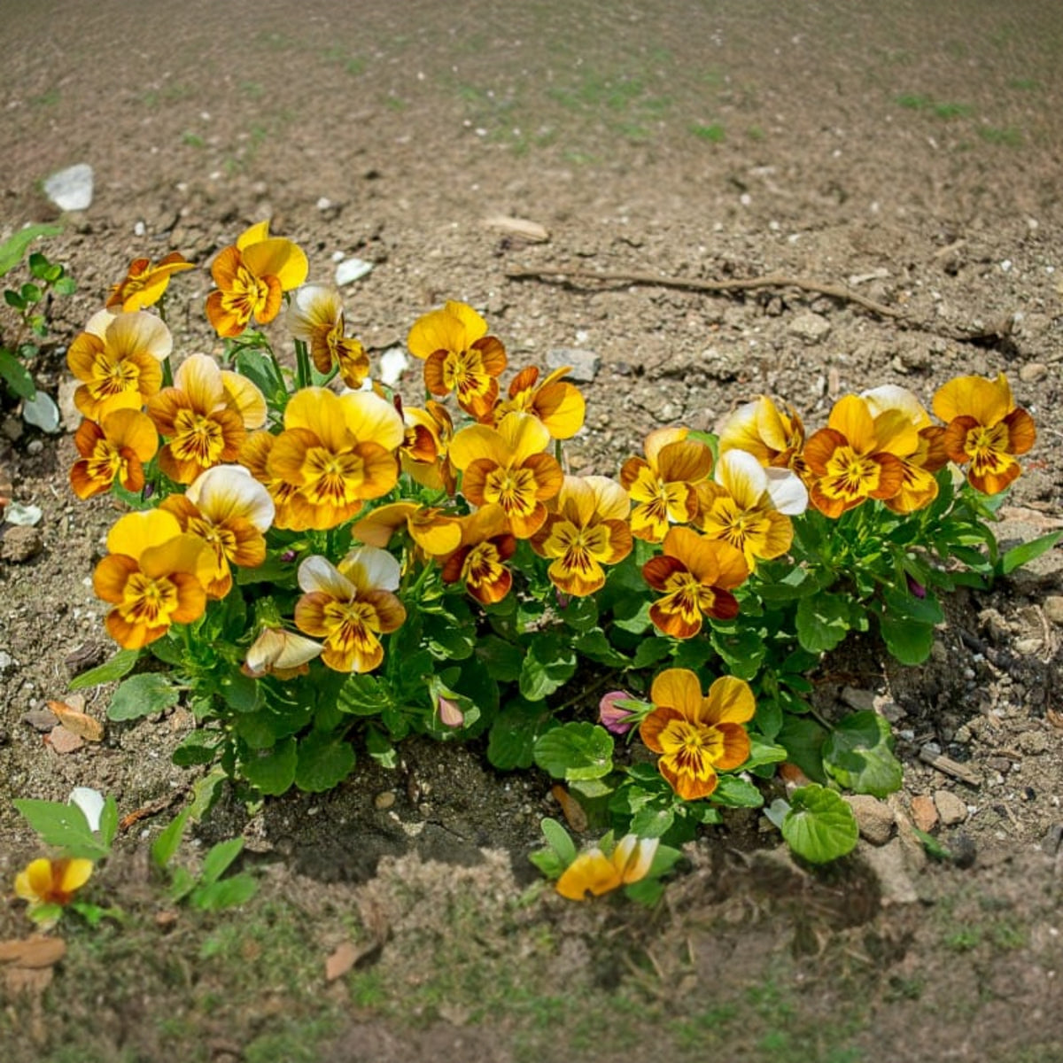 Sorbet Honeybee Viola Seeds - Cold Resistant, 25+ seeds