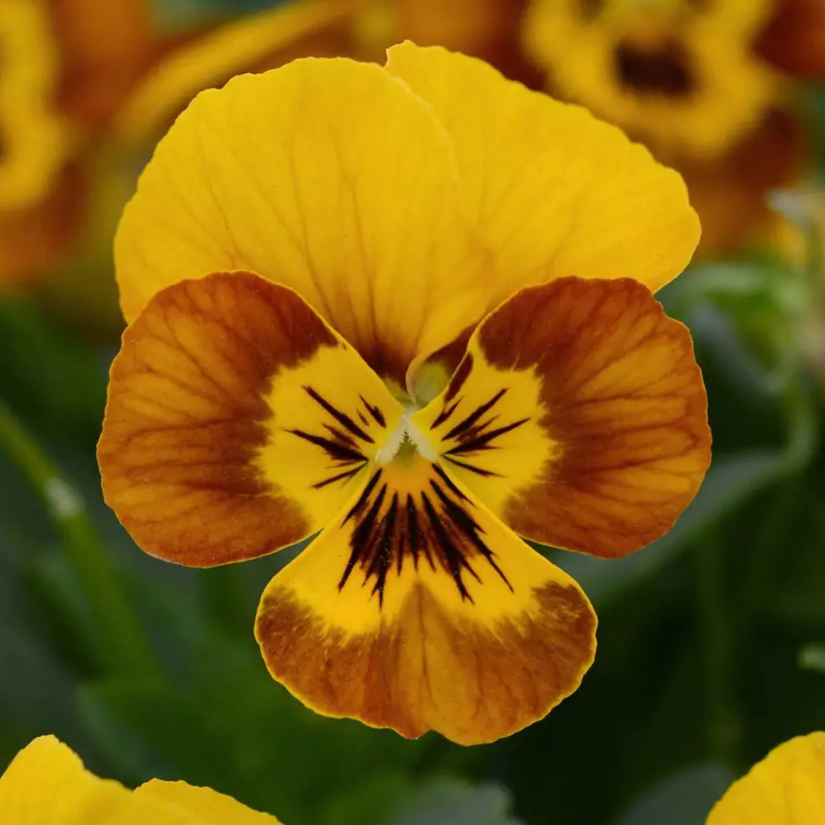 Sorbet Honeybee Viola Seeds - Cold Resistant, 25+ seeds
