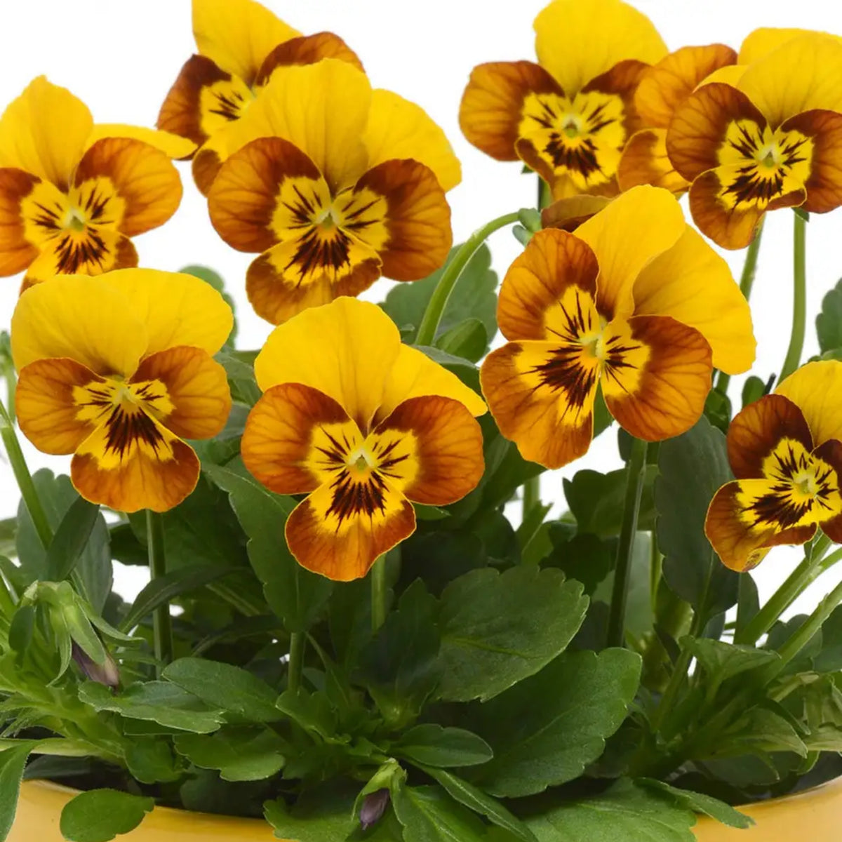Sorbet Honeybee Viola Seeds - Cold Resistant, 25+ seeds