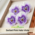 25+ Seeds| Sorbet Pink Halo Viola Seeds - Cold Resistant - Draft Resistant - Plant in late Summer/ early Spring #228