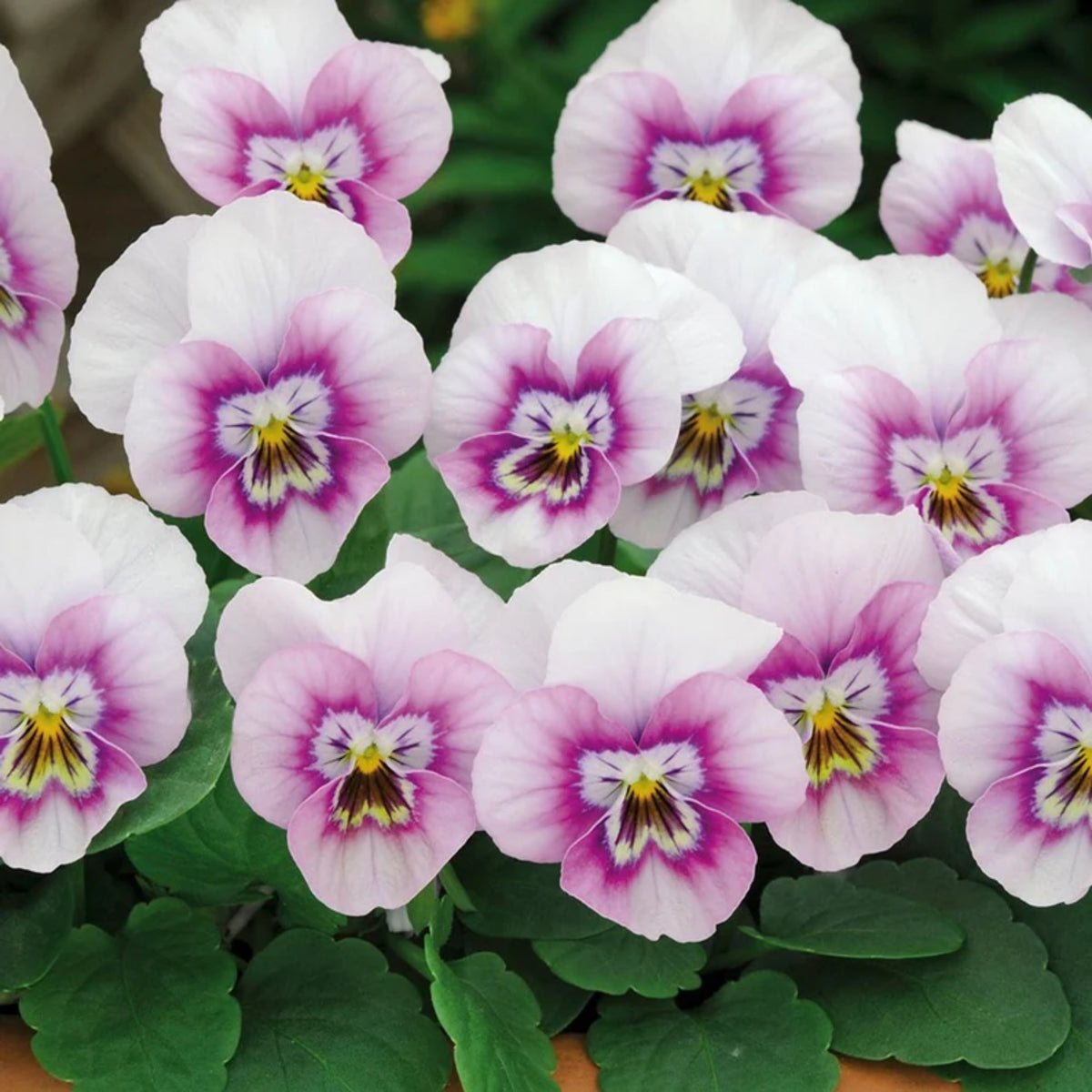 Sorbet Pink Halo Viola Seeds - Cold Resistant, 25+ seeds