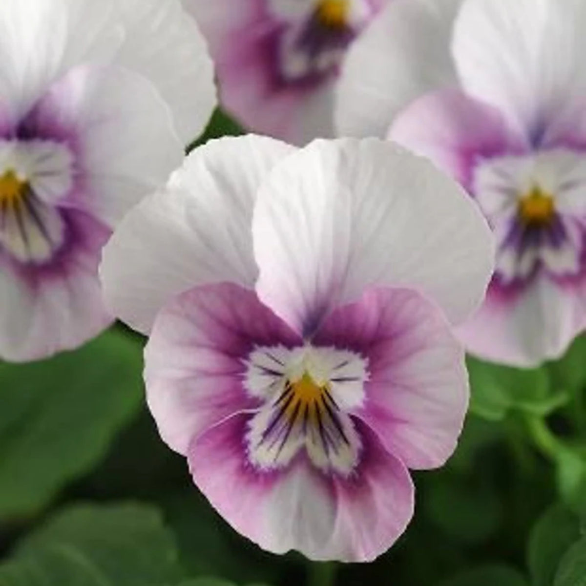 Sorbet Pink Halo Viola Seeds - Cold Resistant, 25+ seeds