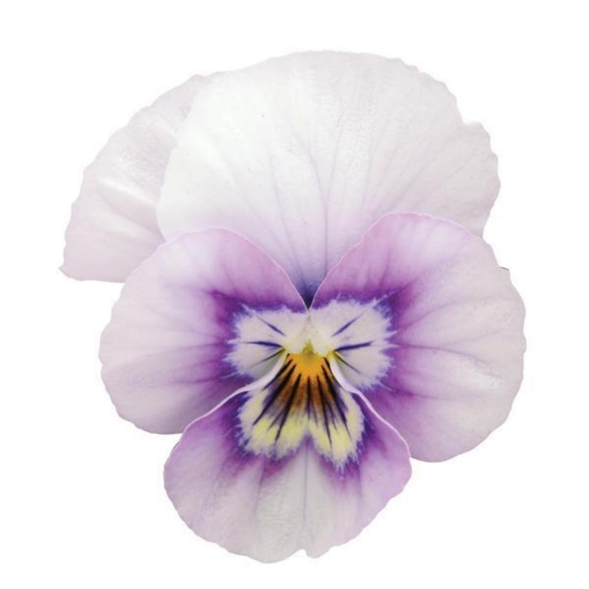Sorbet Pink Halo Viola Seeds - Cold Resistant, 25+ seeds