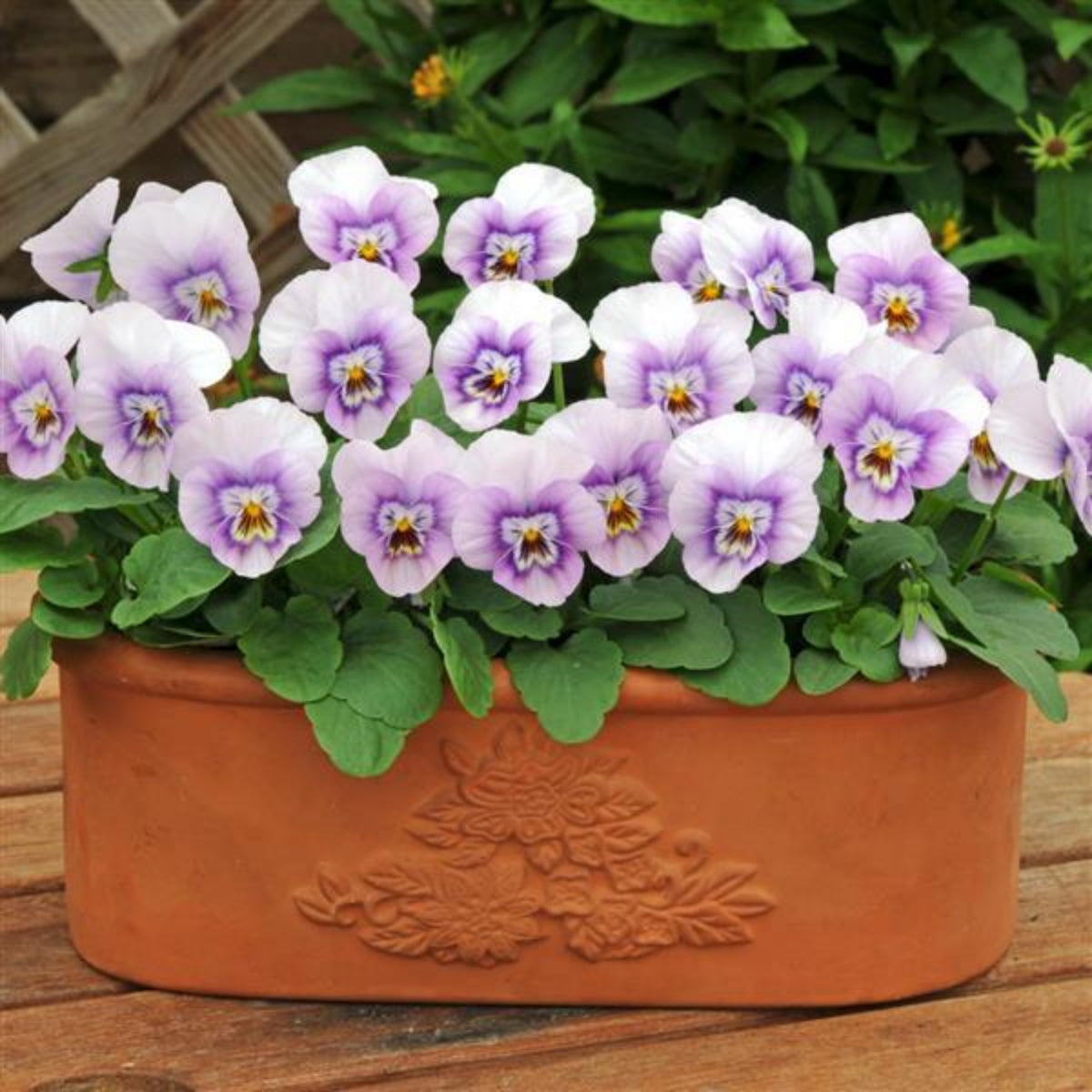 Sorbet Pink Halo Viola Seeds - Cold Resistant, 25+ seeds