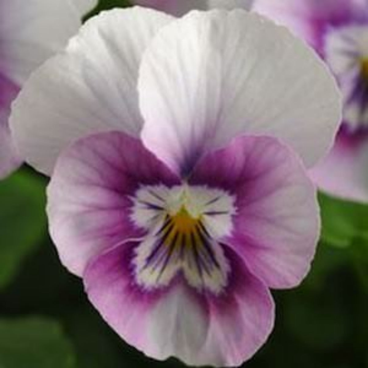 Sorbet Pink Halo Viola Seeds - Cold Resistant, 25+ seeds