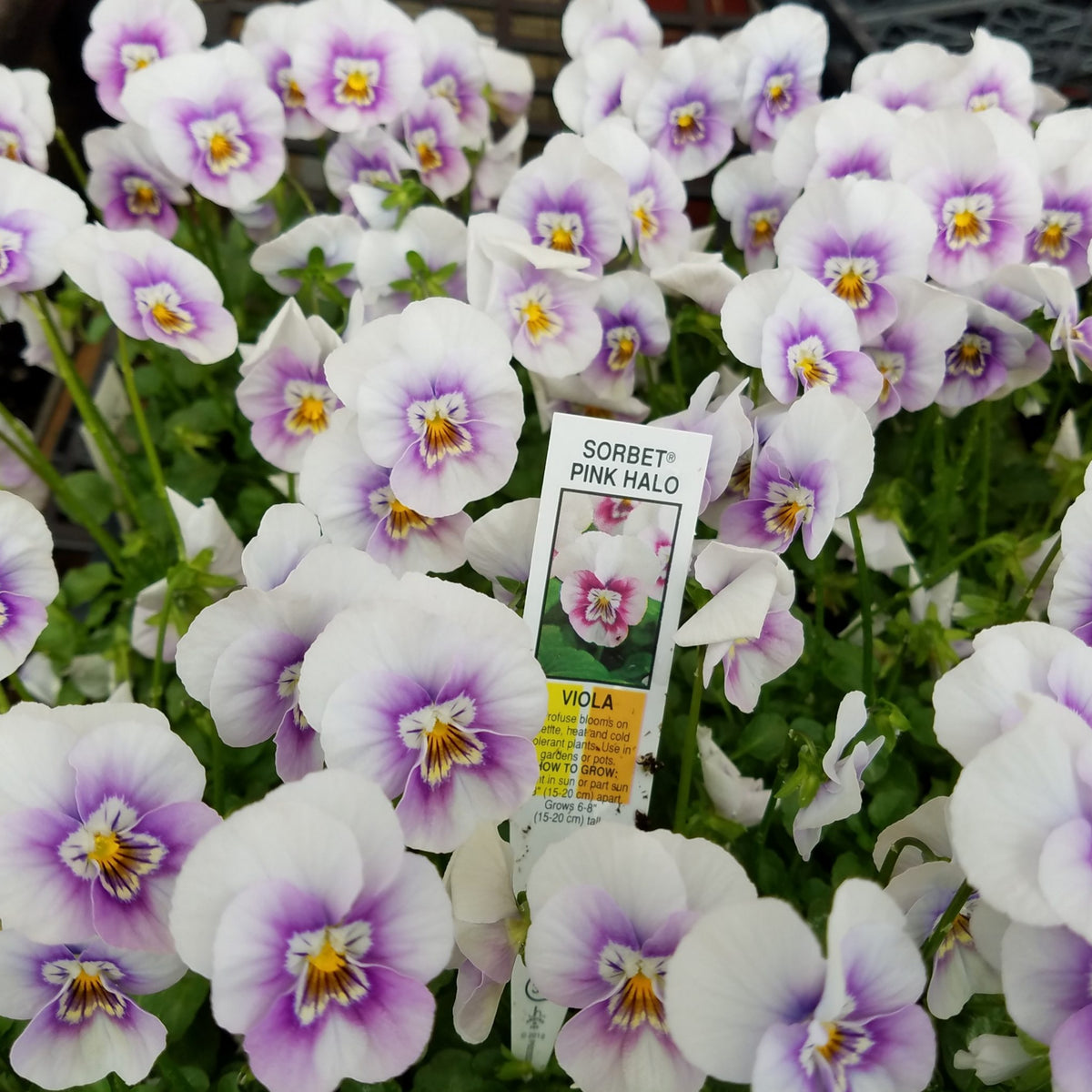 Sorbet Pink Halo Viola Seeds - Cold Resistant, 25+ seeds