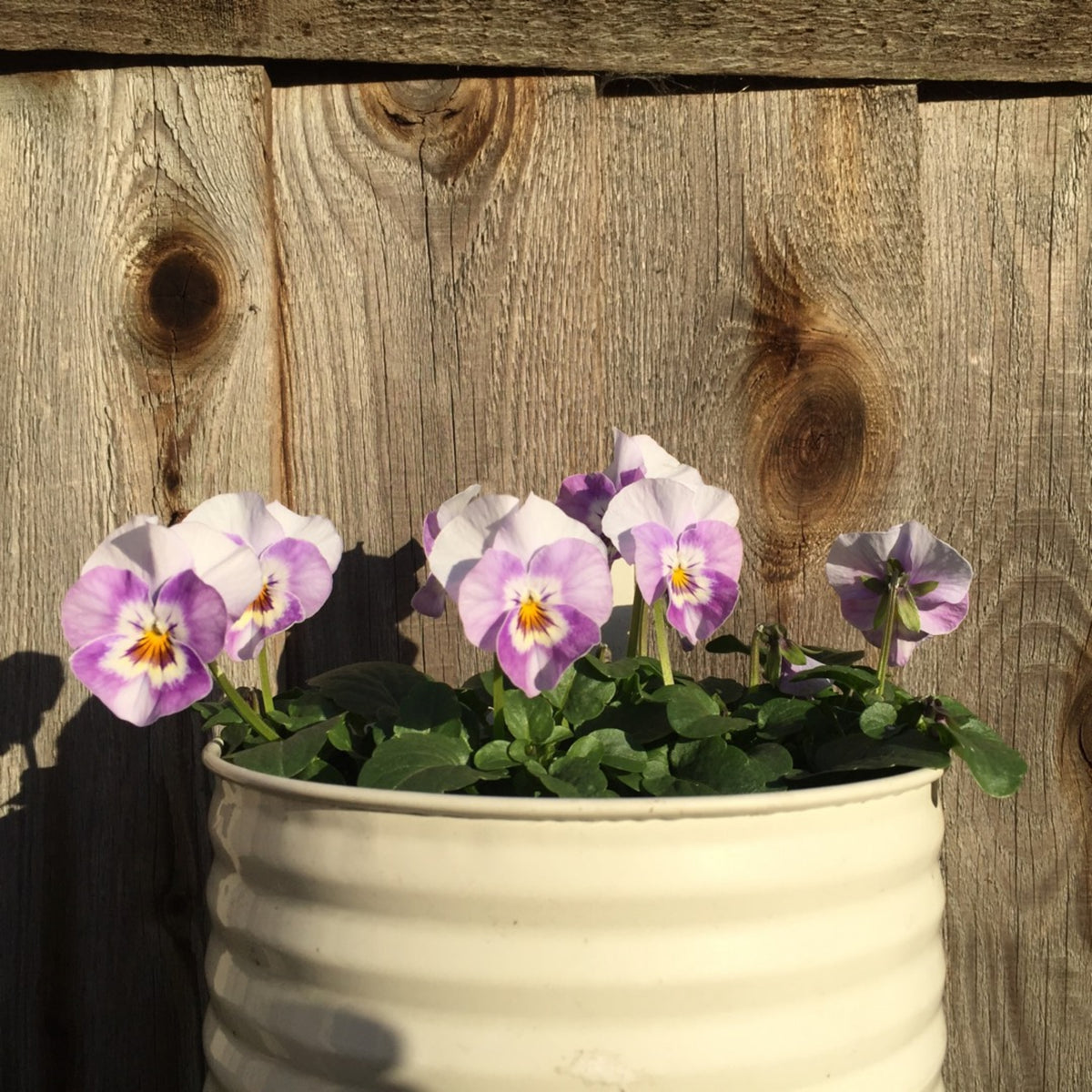 Sorbet Pink Halo Viola Seeds - Cold Resistant, 25+ seeds