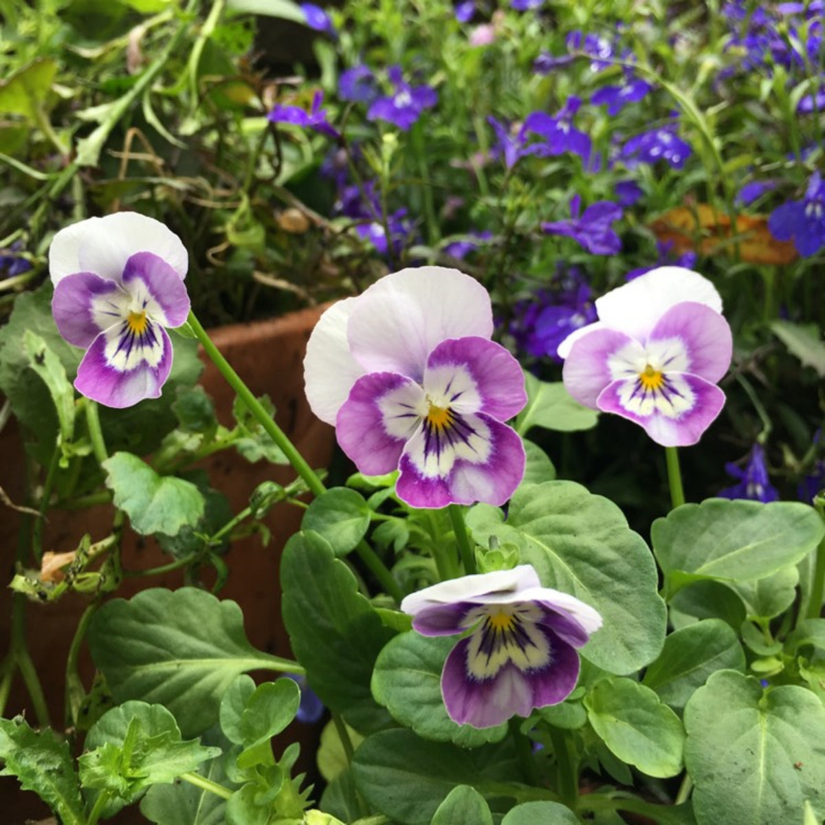 Sorbet Pink Halo Viola Seeds - Cold Resistant, 25+ seeds