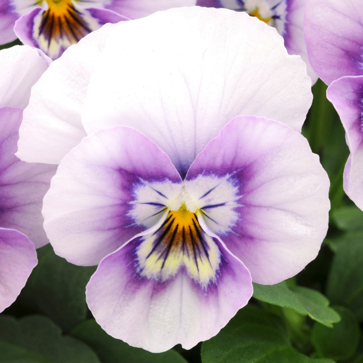 Sorbet Pink Halo Viola Seeds - Cold Resistant, 25+ seeds