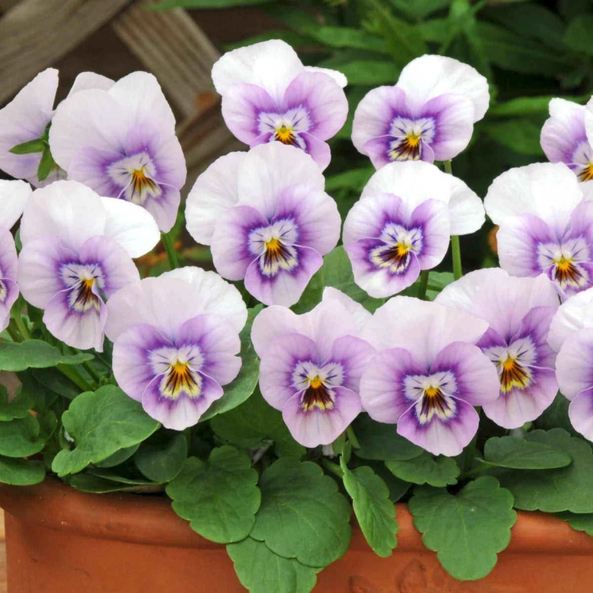 Sorbet Pink Halo Viola Seeds - Cold Resistant, 25+ seeds