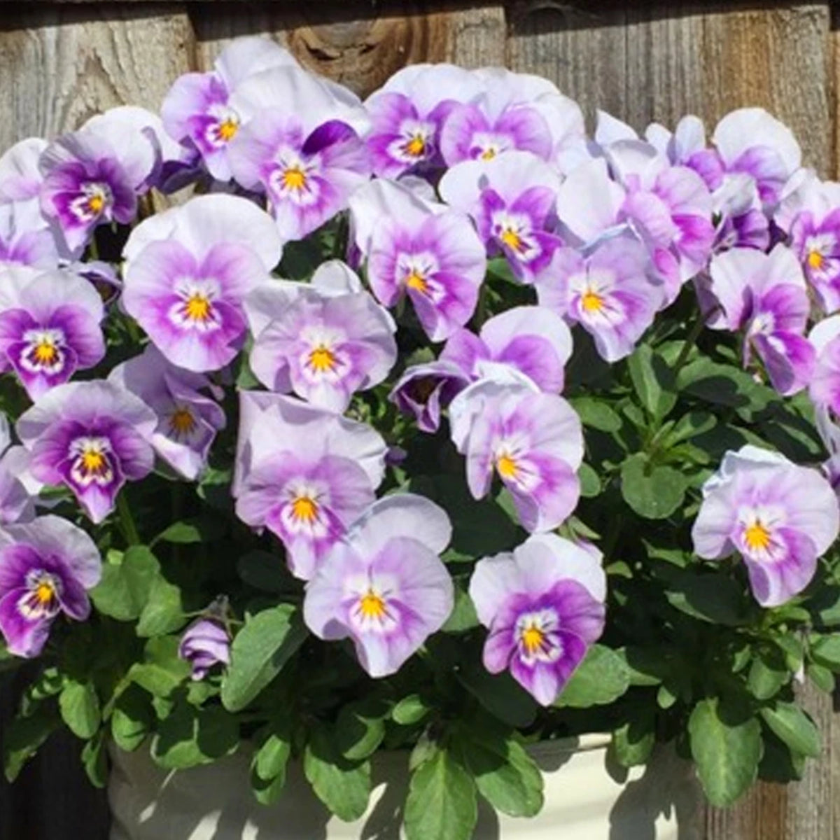Sorbet Pink Halo Viola Seeds - Cold Resistant, 25+ seeds