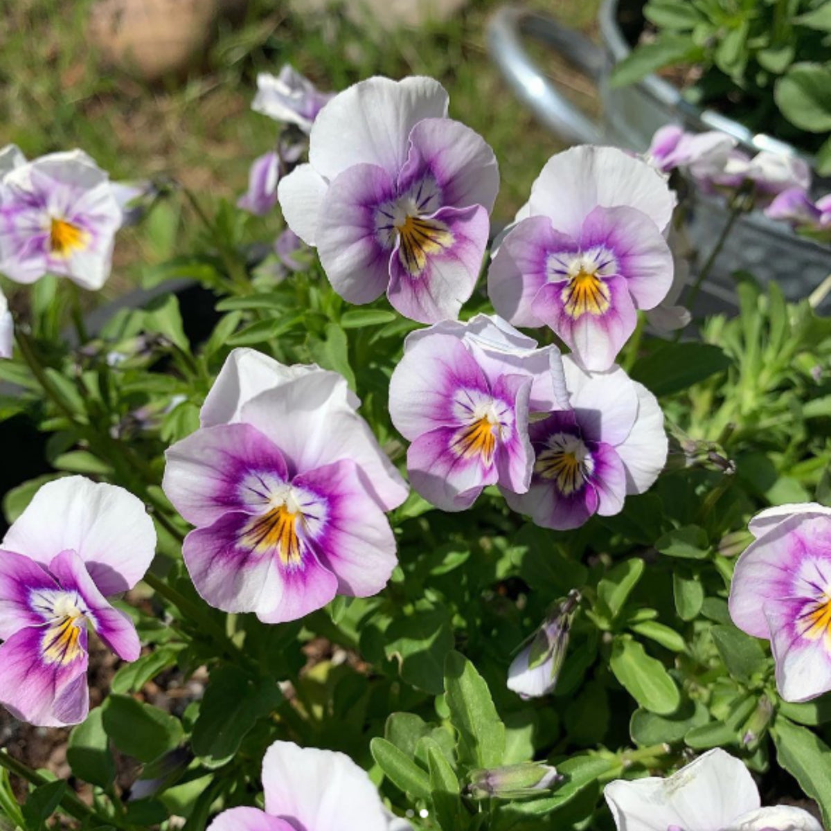 Sorbet Pink Halo Viola Seeds - Cold Resistant, 25+ seeds