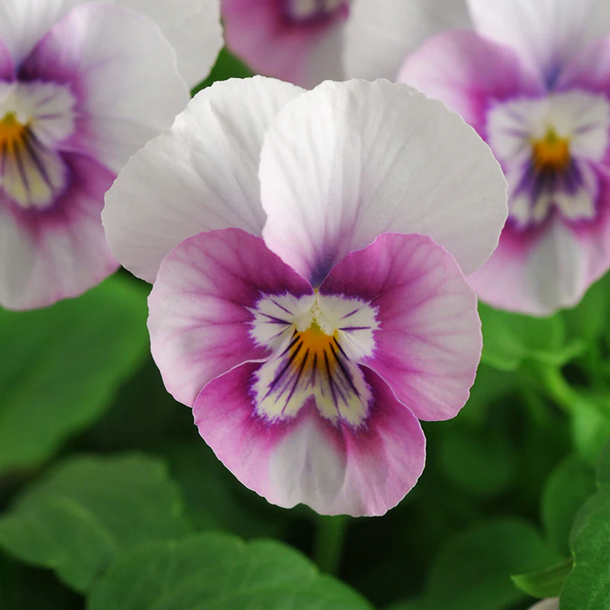 Sorbet Pink Halo Viola Seeds - Cold Resistant, 25+ seeds