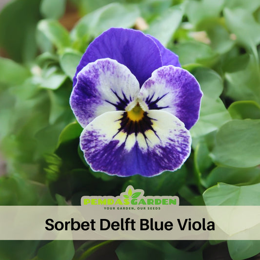 Sorbet Delft Blue Viola Seeds - Cold Resistant, 25+ seeds