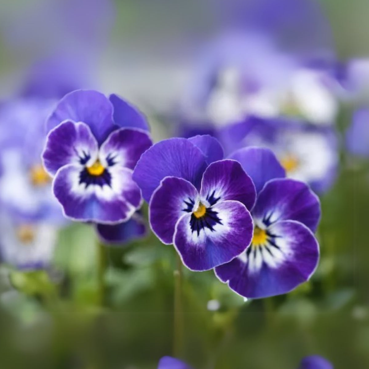 Sorbet Delft Blue Viola Seeds - Cold Resistant, 25+ seeds