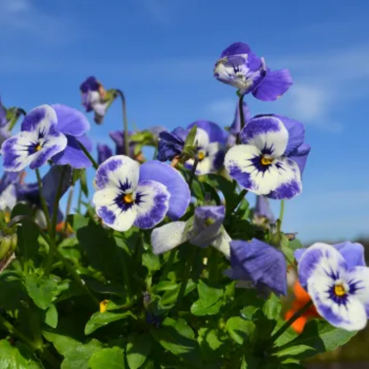 Sorbet Delft Blue Viola Seeds - Cold Resistant, 25+ seeds