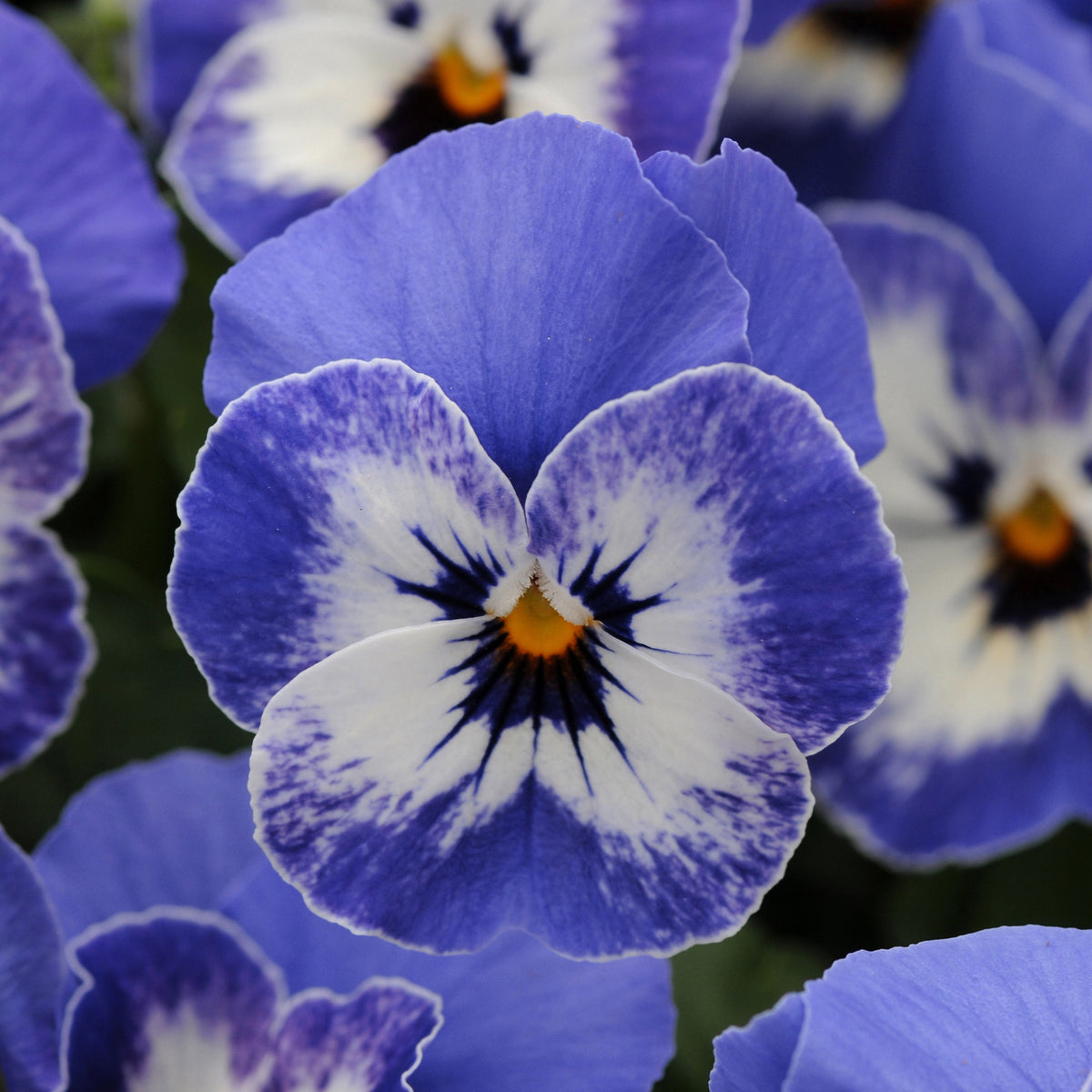 Sorbet Delft Blue Viola Seeds - Cold Resistant, 25+ seeds