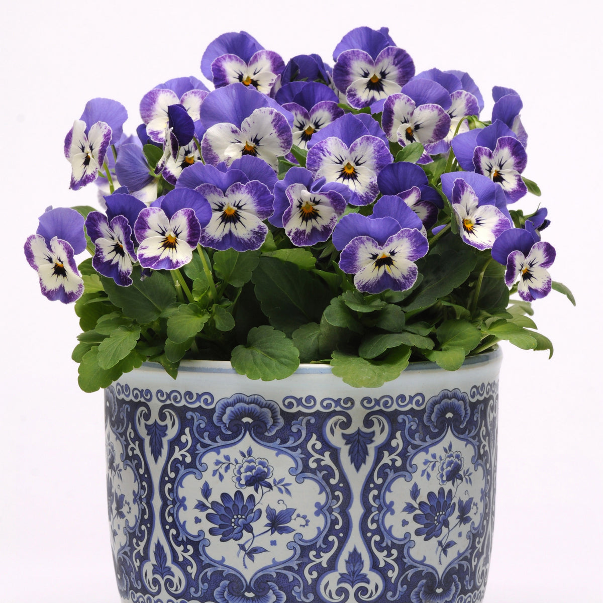 Sorbet Delft Blue Viola Seeds - Cold Resistant, 25+ seeds