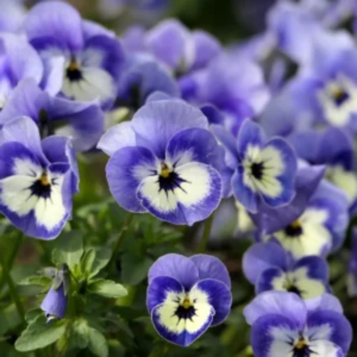 Sorbet Delft Blue Viola Seeds - Cold Resistant, 25+ seeds