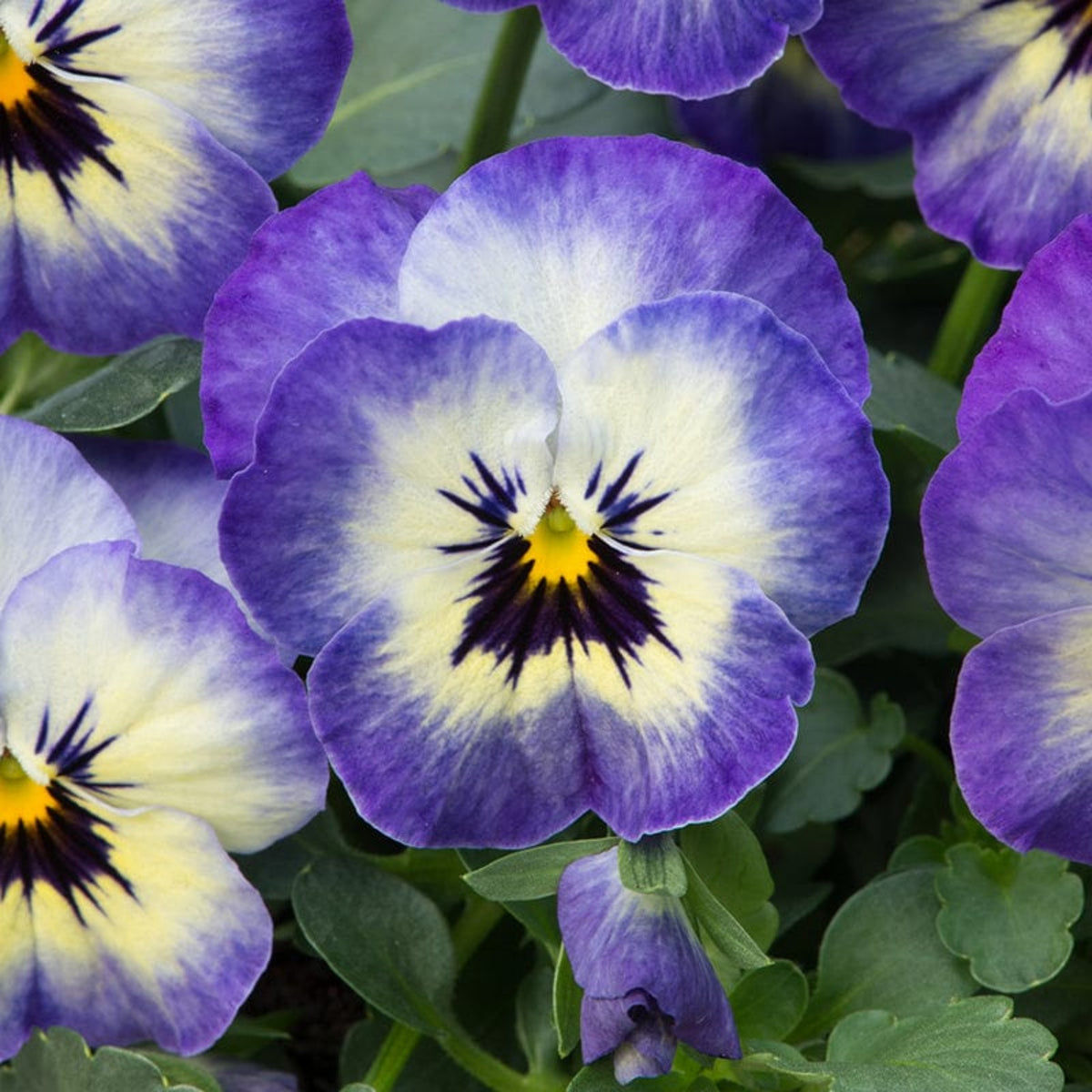 Sorbet Delft Blue Viola Seeds - Cold Resistant, 25+ seeds
