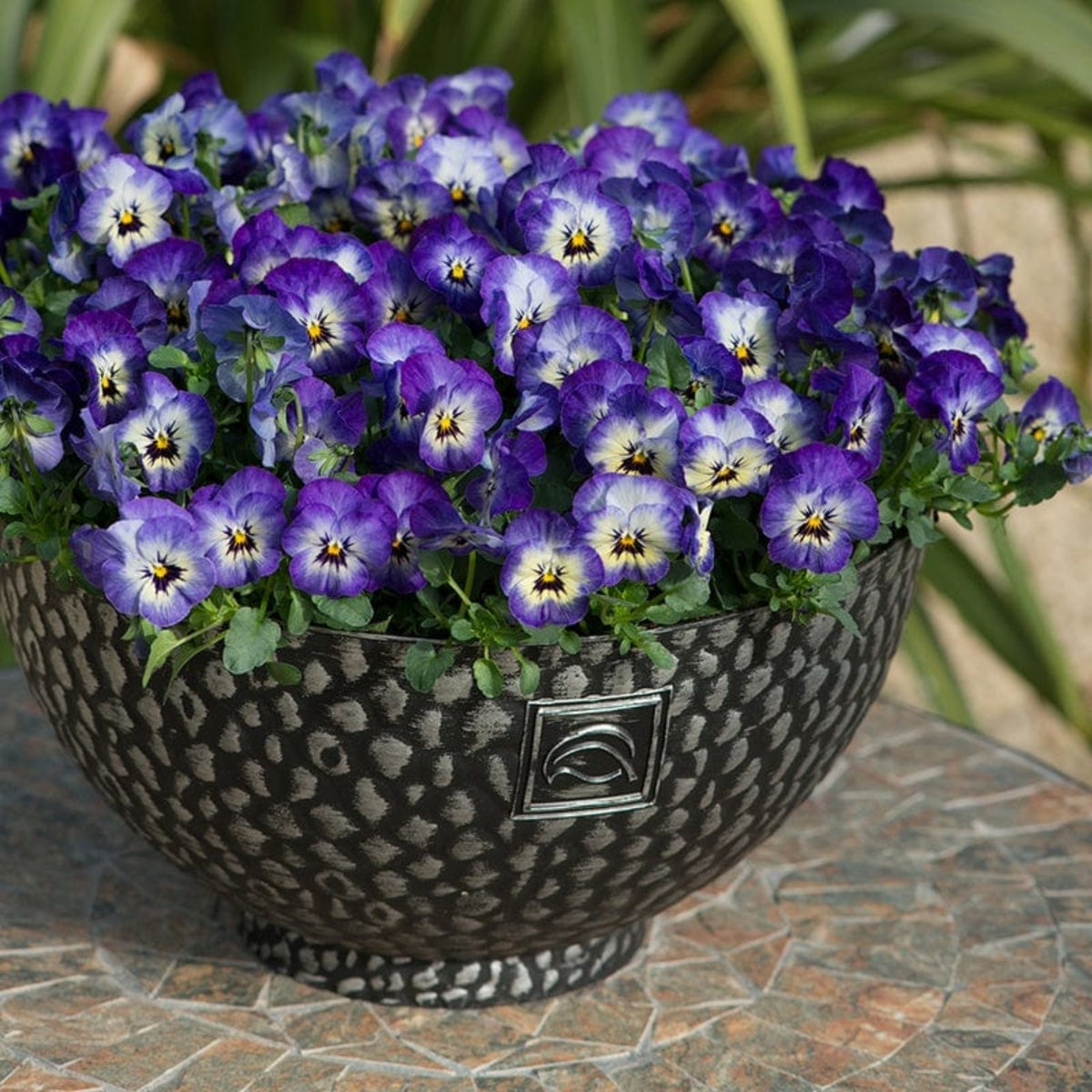 Sorbet Delft Blue Viola Seeds - Cold Resistant, 25+ seeds