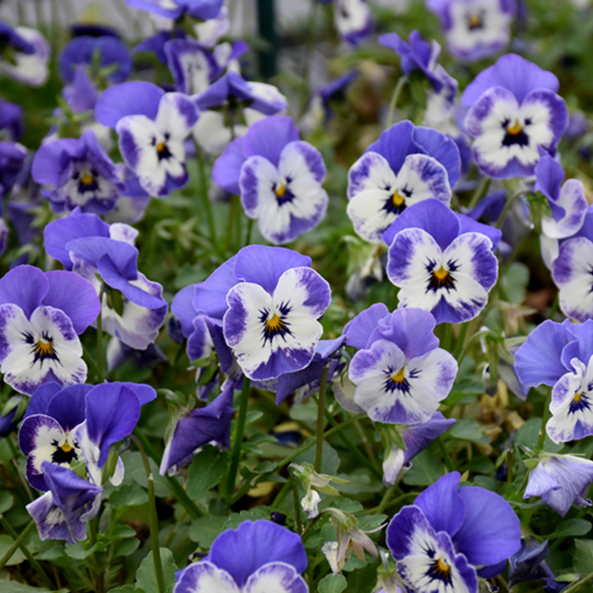 Sorbet Delft Blue Viola Seeds - Cold Resistant, 25+ seeds